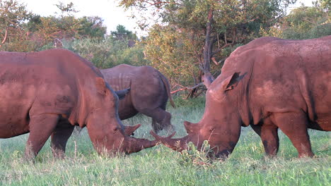Rinoceronte-Blanco-Pastando-Juntos-Bajo-El-Cálido-Sol-De-La-Tarde
