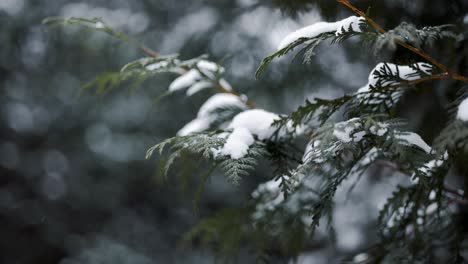 Close-Up-of-Evergreen-Cedar-Branch-In-Winter-during-snowfall,-with-a-light-covering-of-Snow