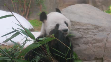 An-endangered-Giant-Panda,-also-known-as-the-panda-bear-and-native-to-South-Central-China,-eats-bamboo-leaves-at-the-amusement-and-animal-theme-park-Ocean-Park-in-Hong-Kong