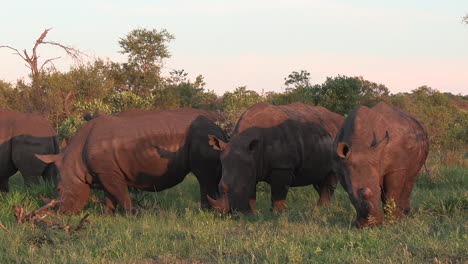 Vista-Cercana-Del-Grupo-De-Rinocerontes-Pastando-En-La-Hierba-Verde-A-La-Hora-Dorada