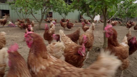 Pollos-Marrones-Deambulando-Por-Espacios-Abiertos-En-Una-Granja-De-Campo-Libre