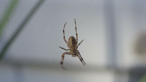 Cross-Orbweaver-Spinne,-Die-Kopfüber-Von-Einem-Netz-Hängt,-Tierisches-Verhalten