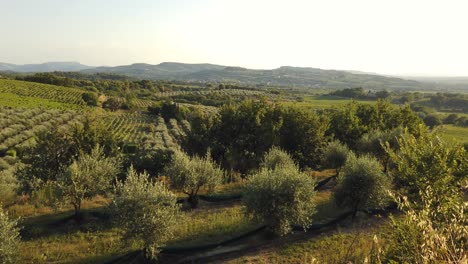 Beautiful-Provence-Landscape-in-France-with-Olive-Trees-and-Vineyards