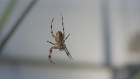 Macro-Portrait-Of-A-Cross-Orbweaver-Spider,-Common-Backyard-Species