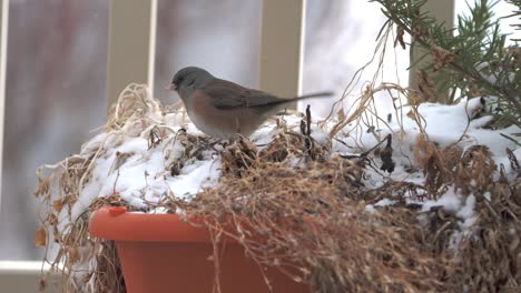 Dark-eyed-Junco,-pink-sided-subspecies-foraging-in-the-garden-box-for-food-in-the-winter-with-snowflakes-gentling-falling