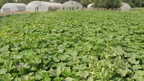 Organische-Und-Nachhaltige-Grüne-Salatplantage,-In-Einem-Pestizidfreien-Gewächshaus-Im-Angenehmen-Tal,-Kalifornien,-Usa-An-Einem-Hellen-Sonnigen-Tag