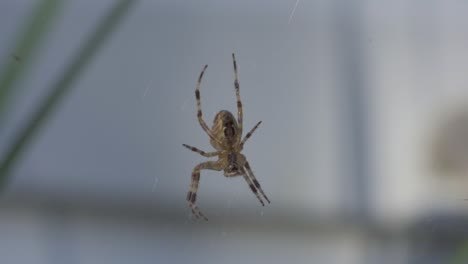Macro-Shot-Of-A-Backyard-Cross-Orbweaver-Spider,-Hanging-From-A-Web