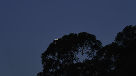 Spectacular-moonset-time-lapse-with-moon-hiding-behind-the-silhouette-of-tree