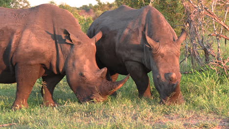 Plano-Medio-De-Rinoceronte-Blanco-Pastando-Bajo-El-Sol-Africano-Dorado