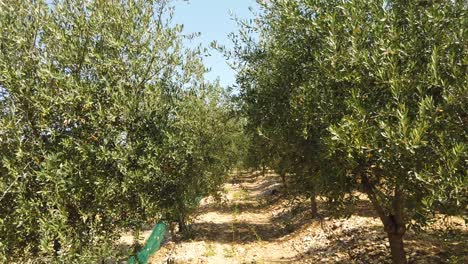 Walking-Between-Beautiful-Olive-Trees-Full-of-Green-Fruits-in-Nature