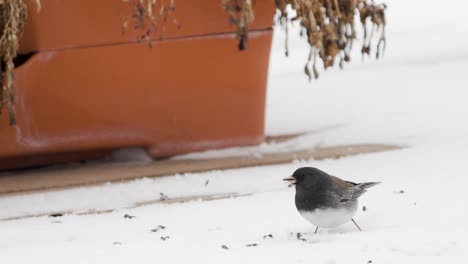 Dark-eyed-junco-finding-seeds-to-eat-on-a-snowy-day