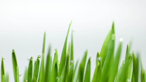 Blades-of-green-grass-growing-on-white-background,-macro-time-lapse