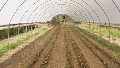 Drone-gimbal-up-showing-greenhouse´s-interior-with-sprouted-tomato-crop-and-irrigation-lines