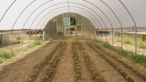 Drone-flying-backwards-revealing-interior-of-greenhouse-with-sprouted-green-vegetables