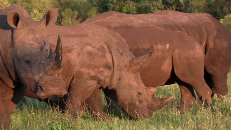 Impresionantes-Imágenes-Africanas-De-Rinocerontes-Blancos-Pastando-Bajo-El-Sol-Africano-Dorado-Cuando-Uno-Entra-En-El-Marco-Y-Mira-La-Cámara