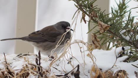Dark-eyed-junco-finds-a-seed-in-the-backyard-garden-to-eat-during-a-winter-snowfall---isolated-close-up-panning