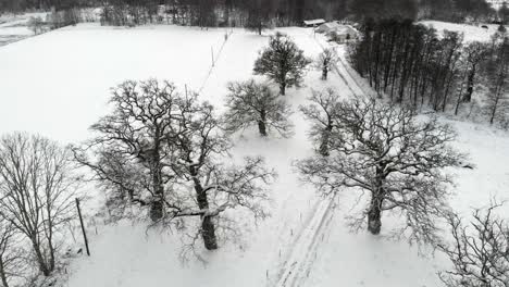 Historical-Oak-Trees,-Barren-With-Snow,-Orbit-Circling-Aerial