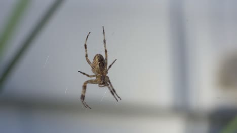 Nahaufnahme-Einer-Gewöhnlichen-Hinterhof-Spinnenart,-Die-An-Einem-Netz-Hängt