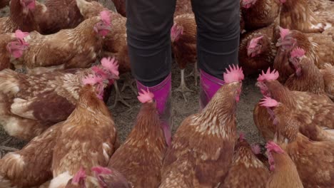 Brown-chickens-pecking-on-farmers-pink-gumboots-in-free-range-farm