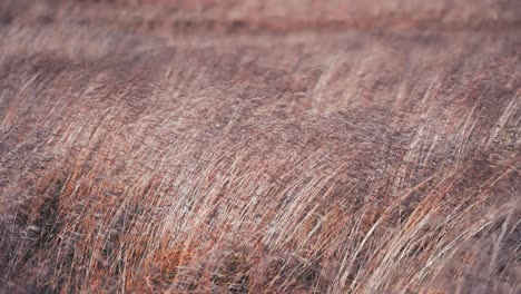 Dry-grasses-swaying-in-the-wind.-Blurry-background