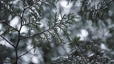 Close-up-of-Evergreen-Cedar-Branches-covered-in-falling-snow-on-cold-overcast-moody-dark-day