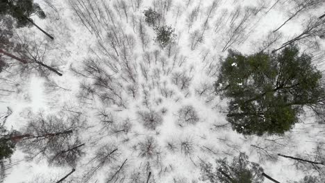 Filmansicht-über-Schneebedeckten-Wald,-Kahle-Bäume,-Vogelperspektive,-Luftaufnahme