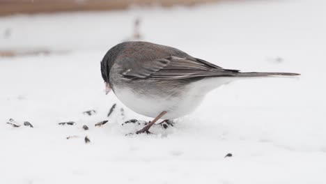 Dark-eyed-junco-scratches-the-surface-of-the-snow-to-find-sunflower-seeds