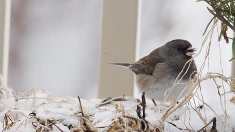 A-dark-eyed-Junco-in-the-backyard-garden-during-a-light-snow-eating-seeds---isolated-close-up