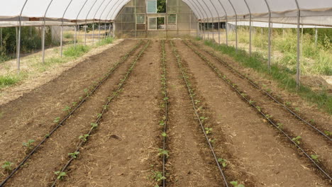 Luftdrohnenansicht-Des-Grünen-Tomatengemüseanbaus-Im-Gewächshaus