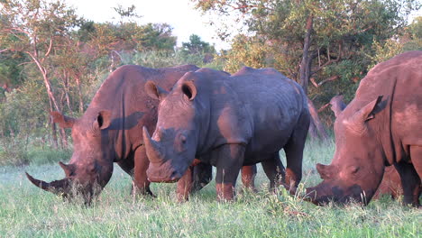 Rinoceronte-Blanco-Pastando-En-Hierba-Verde-En-Sudáfrica