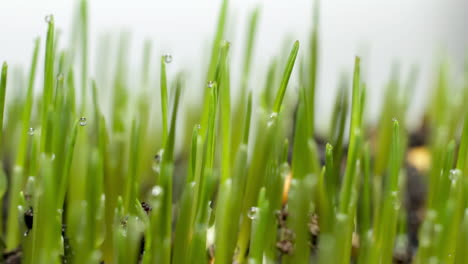 Wheat-grass-growing-isolated-on-light-background,-close-up-time-lapse,-grass-transpiring-or-sweating