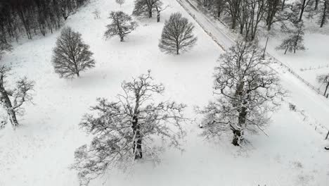 Scenic-Old-Oak-Trees-In-Field-Covered-With-Snow,-Drone