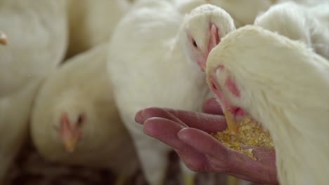 Close-up-of-white-chickens-being-hand-fed-by-farmer