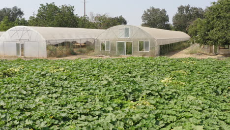 Close-up-of-a-large-organic-cucumber-crop-on-a-farm-with-greenhouses-behind-it