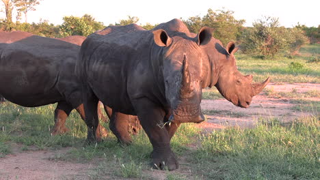 Close-view-of-rhinos-grazing-and-walking-on-grass-at-golden-hour