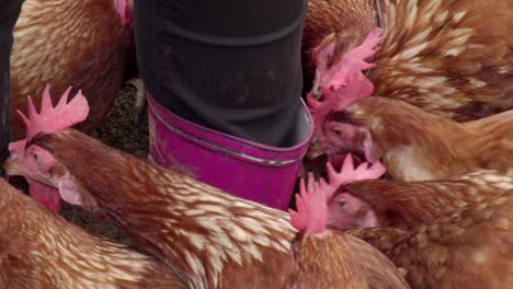 Close-up-of-brown-chickens-pecking-farmers-pink-gumboots
