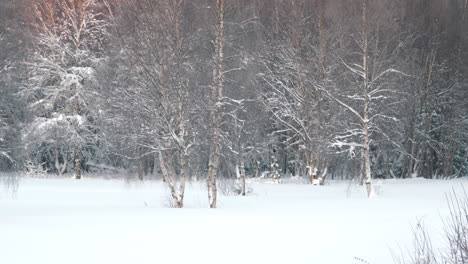 Snow-covered-trees-in-sunlit-winter-forest-landscape-after-snowstorm,-panning-medium-zoom-shot