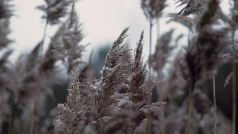 Close-up-of-Reed-Grasses-Blowing-in-the-Wind-in-Winter-with-light-dusting-of-snow