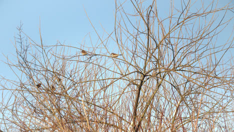 Sparrows-sitting-in-a-tree-during-winter-time-blue-sky