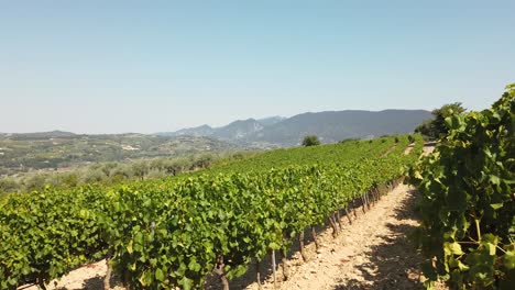 Walking-Along-Vineyard-on-Sunny-Day-with-Rows-of-Grapes-in-France