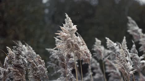 Reed-Grass-Phragmites-blowing-in-the-wind,-with-snowfall-in-Winter
