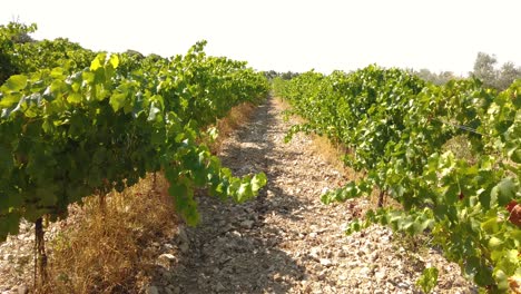 Wandern-Entlang-Weinreben-Mit-Grünen-Blättern-Und-Einigen-Früchten-In-Frankreich