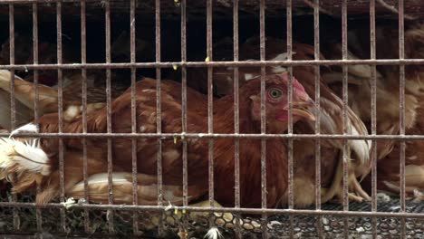 Caged-chicken-awaiting-its-fate