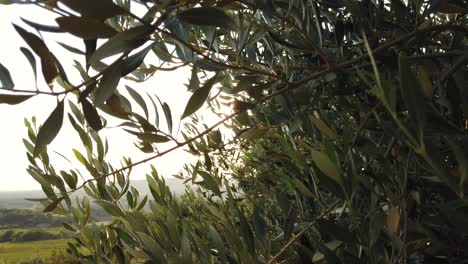 Sonnenlicht,-Das-Durch-Die-Blätter-Des-Olivenbaums-In-Einer-Wunderschönen-Landschaft-Scheint