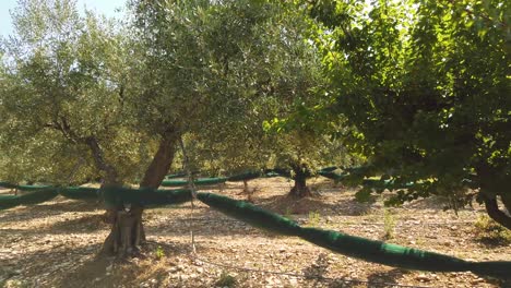 Olive-Trees-prepared-for-Harvest-on-Hot-Summer-Day-in-Europe