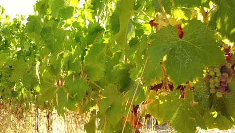 Walking-Close-to-Fresh-Grapes-Ready-to-Harvest-on-Beautiful-Vineyard