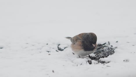 Dark-eyed-junco-eating-sunflower-seeds-left-on-the-ground-in-the-snow