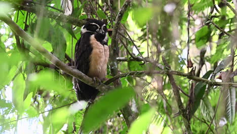Spectacled-owl--perched-in-tree