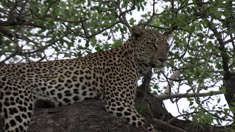 Close-view-of-leopard-breathing-heavily-on-branch-in-leafy-tree