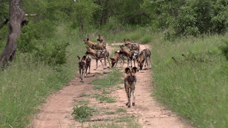 Frontal-view-of-African-wild-dogs-running-on-dirt-road-by-green-grass
